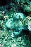 2009-09-08 13-12-24Li